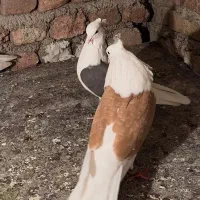 نر شون زرد گم بیه ابادی شرکت زراعی