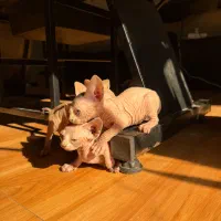 گربه (بدون مو)|گربه|آمل, |دیوار