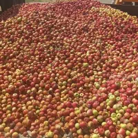 سیب زیر درختی بادریز
