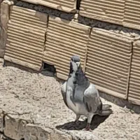 دمگیر خرقه تهرانی