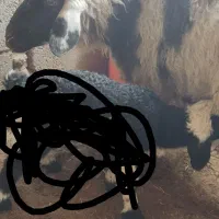 میش بدون بره