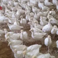 بوقلمون بیوتی اصل زرین