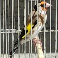 جفت‌‌سهره به شرط تظمینی