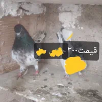 نر کله دم سیاه قیمت ۳۰۰