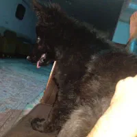 ژرمن بلک ماده