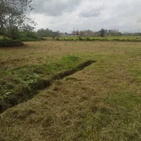 چمن زنی علف زنی‌ لی زنی تمشک زنی|خدمات باغبانی و درختکاری|سیاهکل, |دیوار