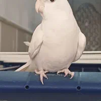 عروس هلندی البینو|پرنده|قم, شهرک امام حسن|دیوار