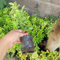 شمشادطلایی نایلکسی|گل و گیاه طبیعی|رشت, بازار|دیوار