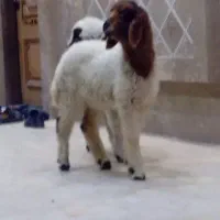 بره قوج بز گوسفند