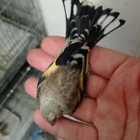 جوجه سره کال وسیبیل زده نیمگل بخون|پرنده|تهران, سیزده آبان|دیوار
