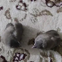 دوعدد قناری