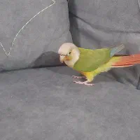 فروش طوطی گرینچیک