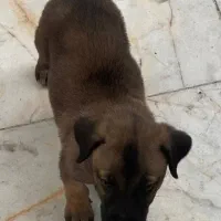 سگ مالینویز سگ جستجوگر|سگ|کرج, چمران|دیوار