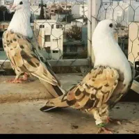 کبوتر یا کفتر