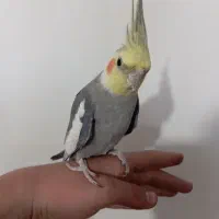 عروس هلندی نر رام|پرنده|سنندج, |دیوار