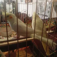 جفت عروس هلندی با جوجه دونخور