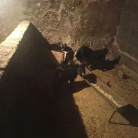 چپش فروشی|حیوانات مزرعه|ازنا, |دیوار