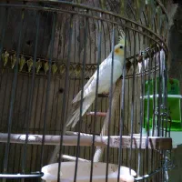 سلام. یک عروس هلندی نر 6 ماهه سالم.