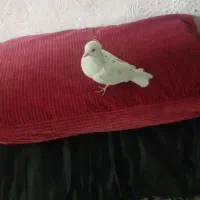 کبوتر هر ک خواست پیام بده|پرنده|عنبرآباد, |دیوار