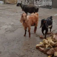چپش نر چاق