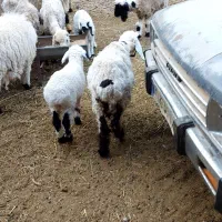 میش بابره ماده بزرگ