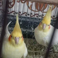 عروس هلندی