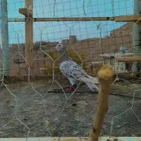 پرنده|پرنده|زبرخان, |دیوار