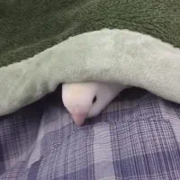 طوطی برزیلی گم شده|حیوانات|مرودشت, علی‌آباد‎|دیوار