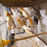 عروس هلندی در همه سن و رنگ