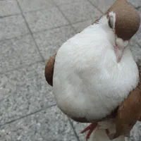 کبوتر
