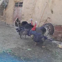 بوقلمون نرو ماده فروشی