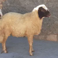 شیشک سنجابی|حیوانات مزرعه|گوآور, |دیوار