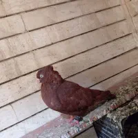 سرخ باسینه ایی|پرنده|خرمشهر, |دیوار