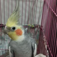 یک جفت عروس هلندی نر سخنگو