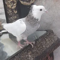 کبوتر طوقی خوشگل ذحمت کشی سی ساله همه رگ ریشه دار