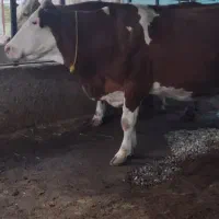 گاو سیمینتال شیری ابست|حیوانات مزرعه|بهشهر, |دیوار