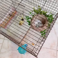 سیره قناری گلبسر