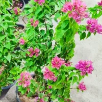 کاغذی کله قندی