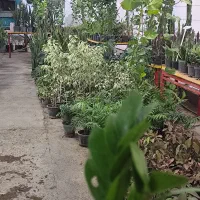 گلخانه با تمام تجهیزات|فروش دفتر صنعتی، کشاورزی، تجاری|سرخه, |دیوار