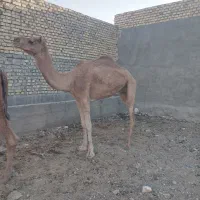 شترارام برای پروار