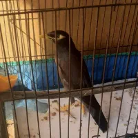 مرغ مینانرچشم ستاره ای اصل افغان،کلام دار