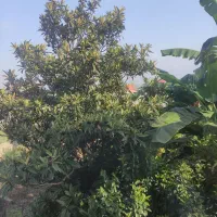 ویلا پلاک جنگل با ویو دریا استخر دار|فروش خانه و ویلا|نشتارود, |دیوار