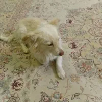 2 تاسگ پیدا شده در گلبهار پرند|سگ|گلبهار, شهر جدید گلبهار|دیوار