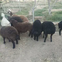 ۸ عدد بره نر و ماده|حیوانات مزرعه|نیشابور, راه آهن|دیوار
