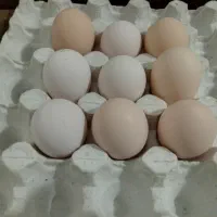 تخم نطفه دار مرندی طوسی|حیوانات مزرعه|آستانه اشرفیه, |دیوار