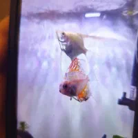 فروش ماهی و گیاه و...