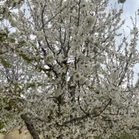 باغ-سپیدان-سربست
