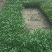 نهال گوجه و بادمجان