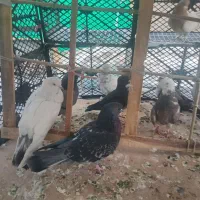 کفتر نژاد دار|پرنده|تهران, بهداشت|دیوار