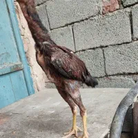 جوجه لاری|حیوانات مزرعه|رباط‌کریم, رباط‌کریم|دیوار